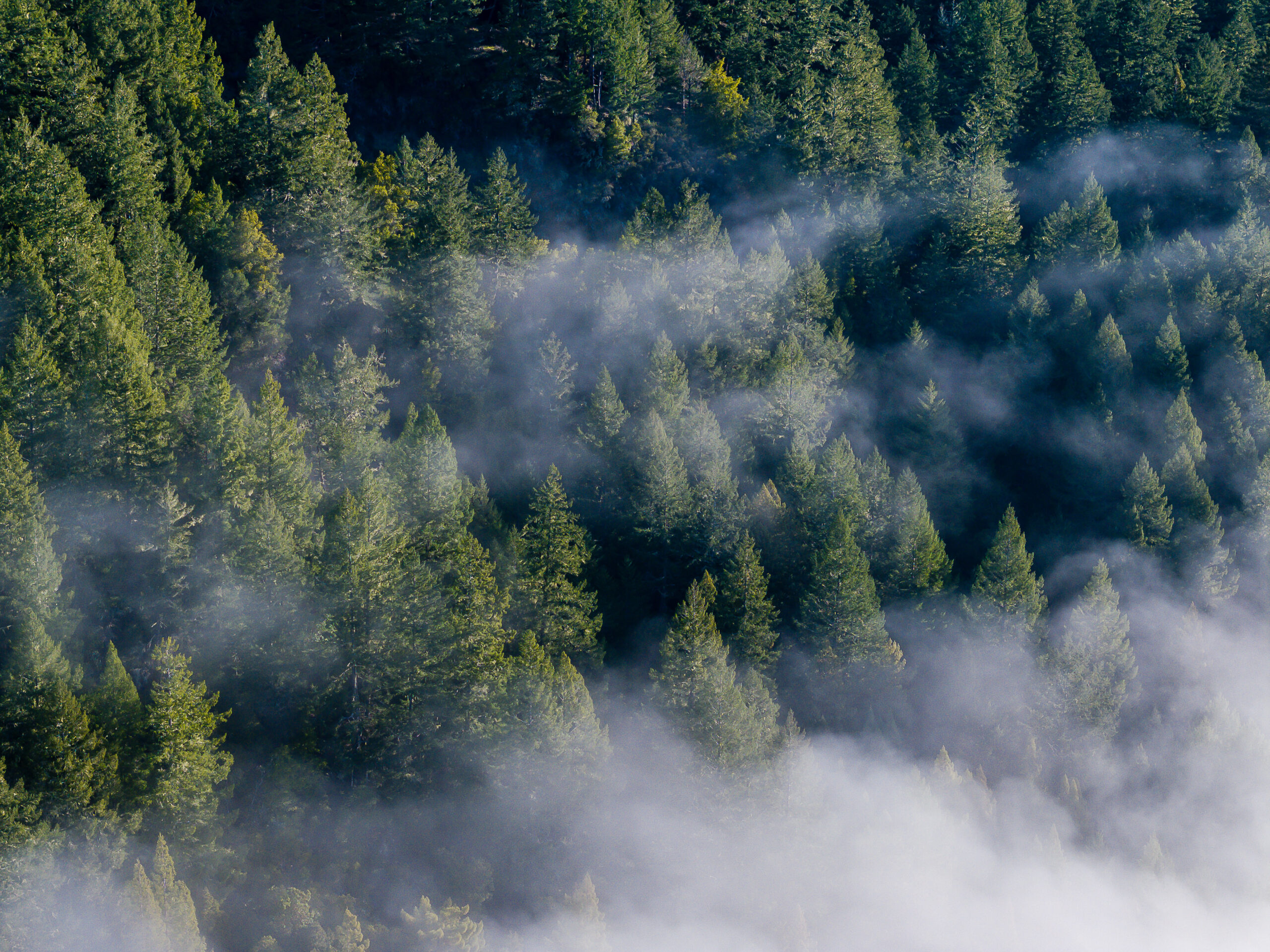 redwoods from above
